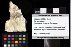 Foto (Objket + Etiketten) von Decapoda indet. 